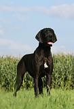 DOGUE ALLEMAND 321